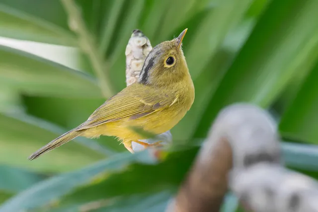 Bianchi's Warbler