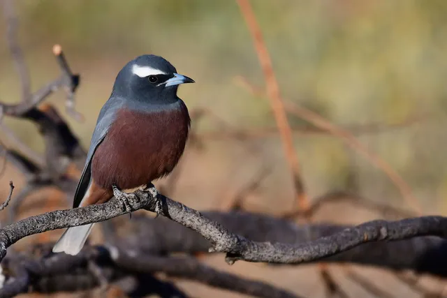 White-browed Woodswallow