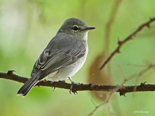 Ashy Flycatcher