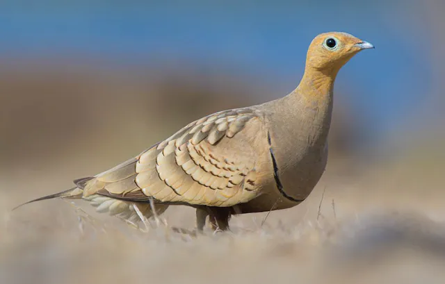 Chestnut-bellied Sandgrouse