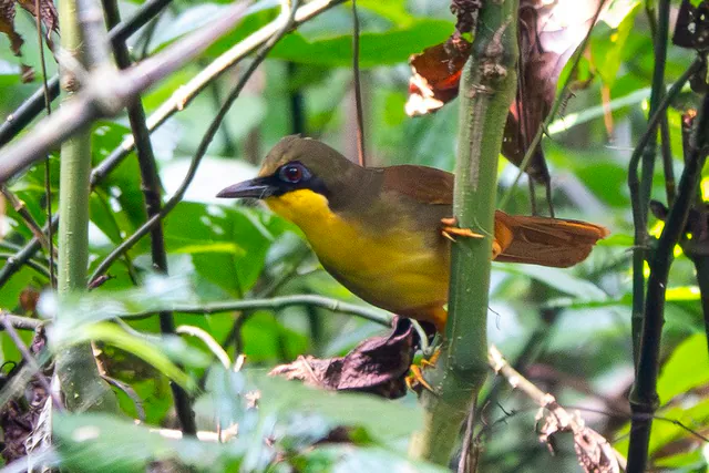 Rufous-vented Laughingthrush