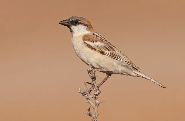 Abd al Kuri Sparrow