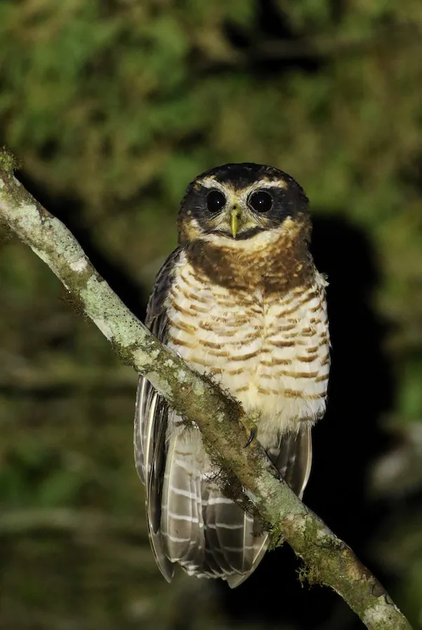 Band-bellied Owl
