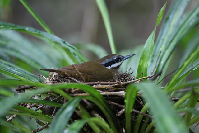 Crossley's Vanga