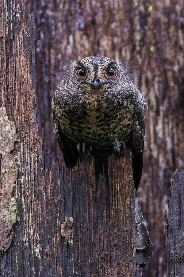 Wallace's Owlet-nightjar