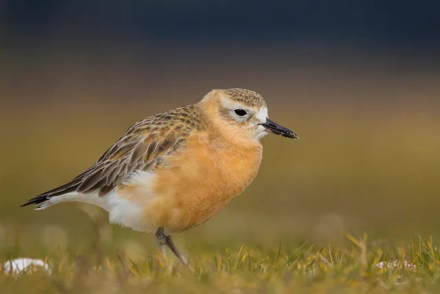 Red-breasted Dotterel
