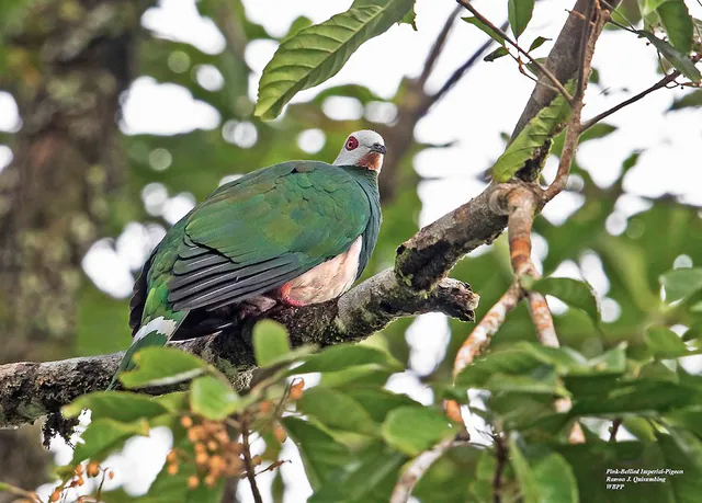 Pink-bellied Imperial-Pigeon