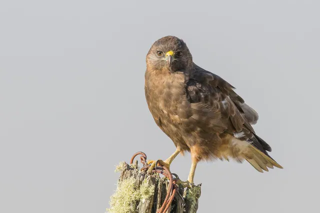 Hawaiian Hawk