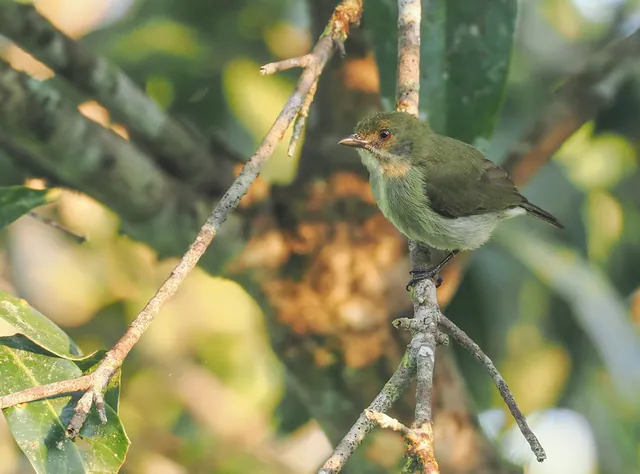 Golden-rumped Flowerpecker