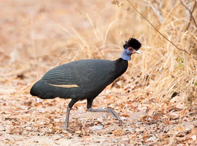 Eastern Crested Guineafowl