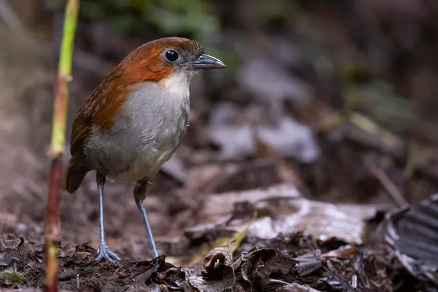 White-bellied Antpitta