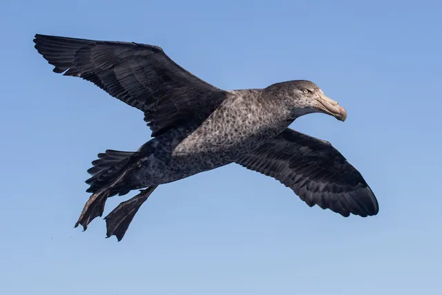 Northern Giant-Petrel