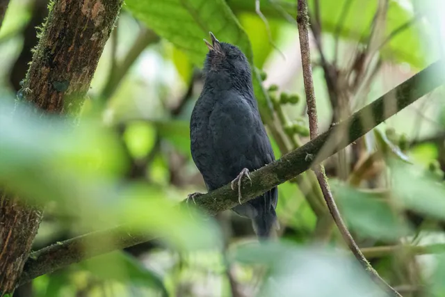 Junin Tapaculo