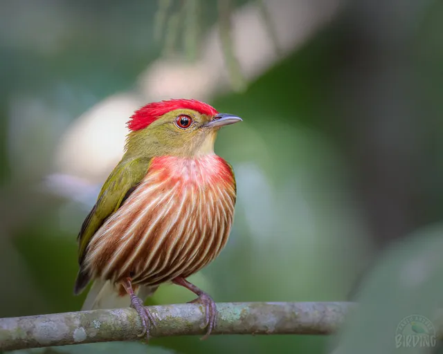 Striolated Manakin