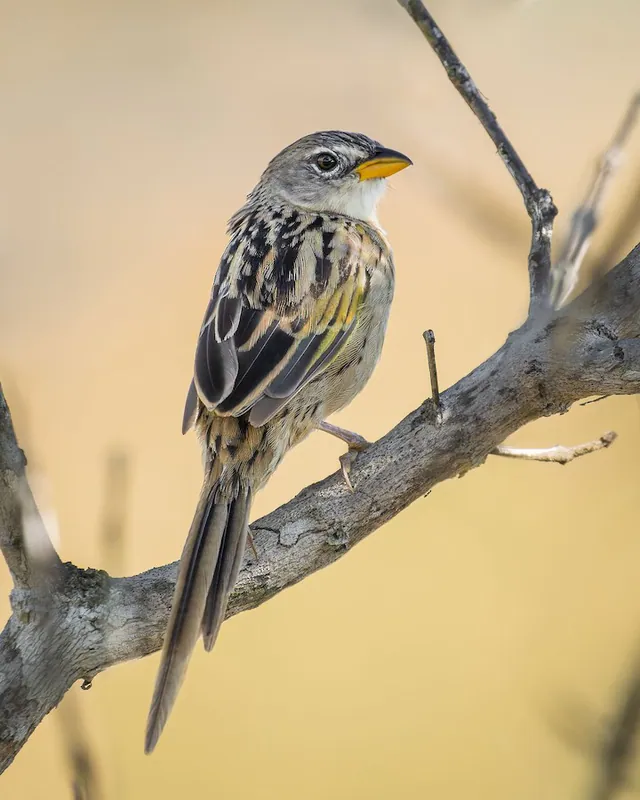 Wedge-tailed Grass-Finch