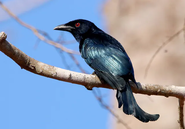 Wallacean Drongo