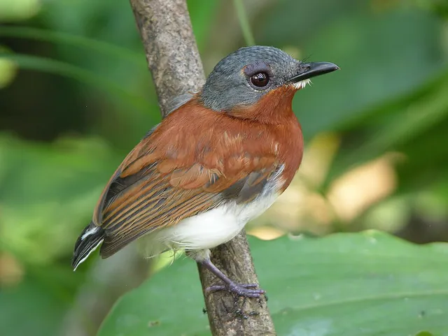Chestnut Wattle-eye