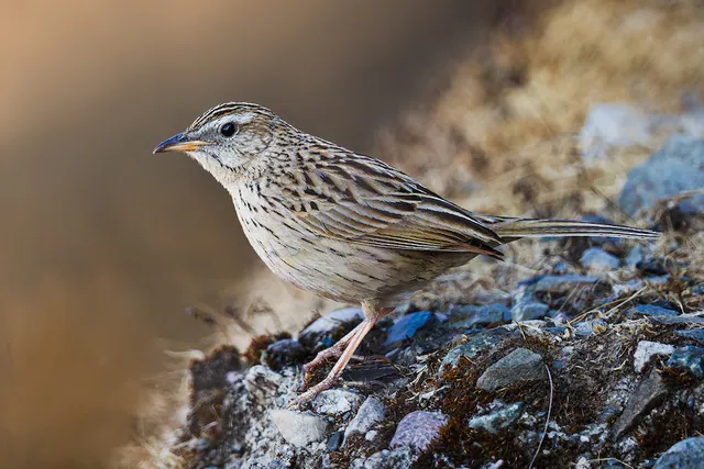 Upland Pipit