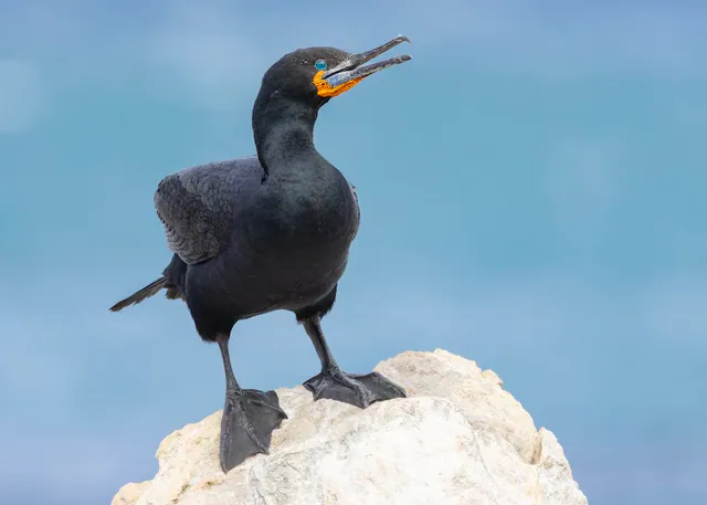 Cape Cormorant