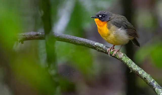Yellow-breasted Forest Robin