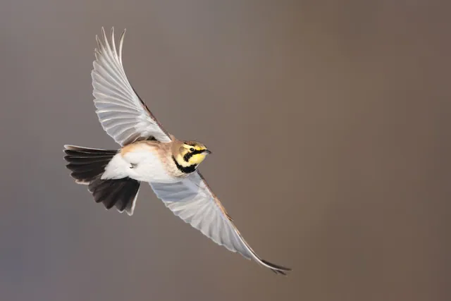 Horned Lark