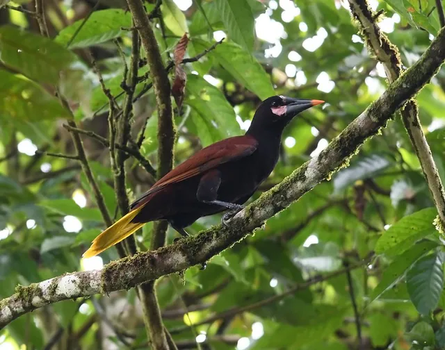 Baudo Oropendola