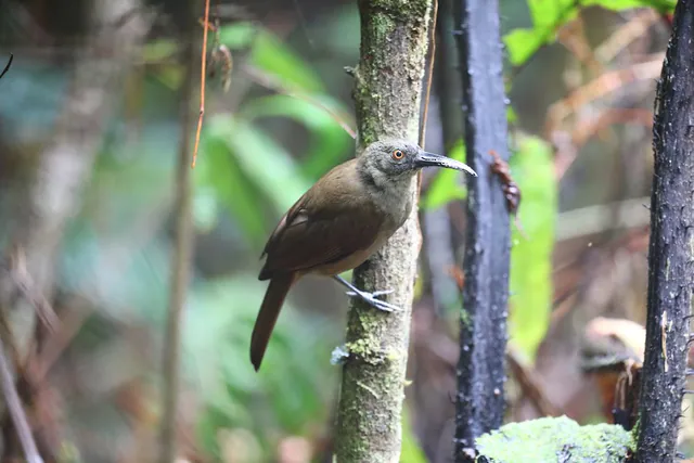 Long-billed Honeyeater