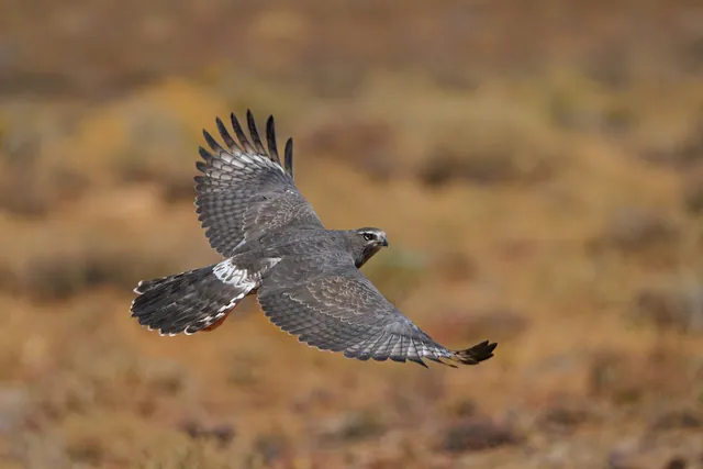 Pale Chanting-Goshawk