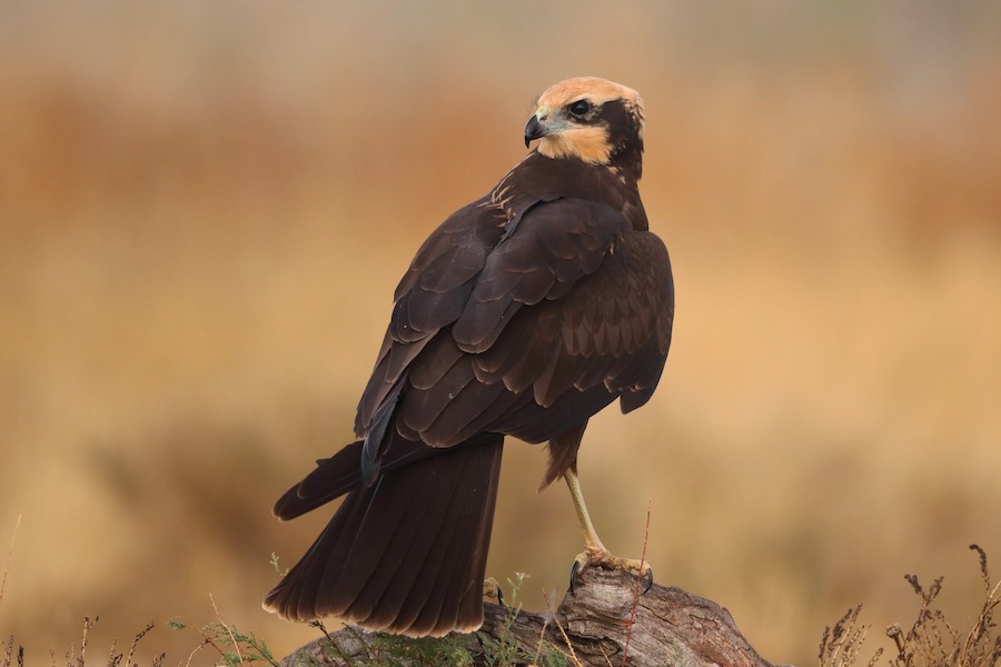 Western Marsh Harrier