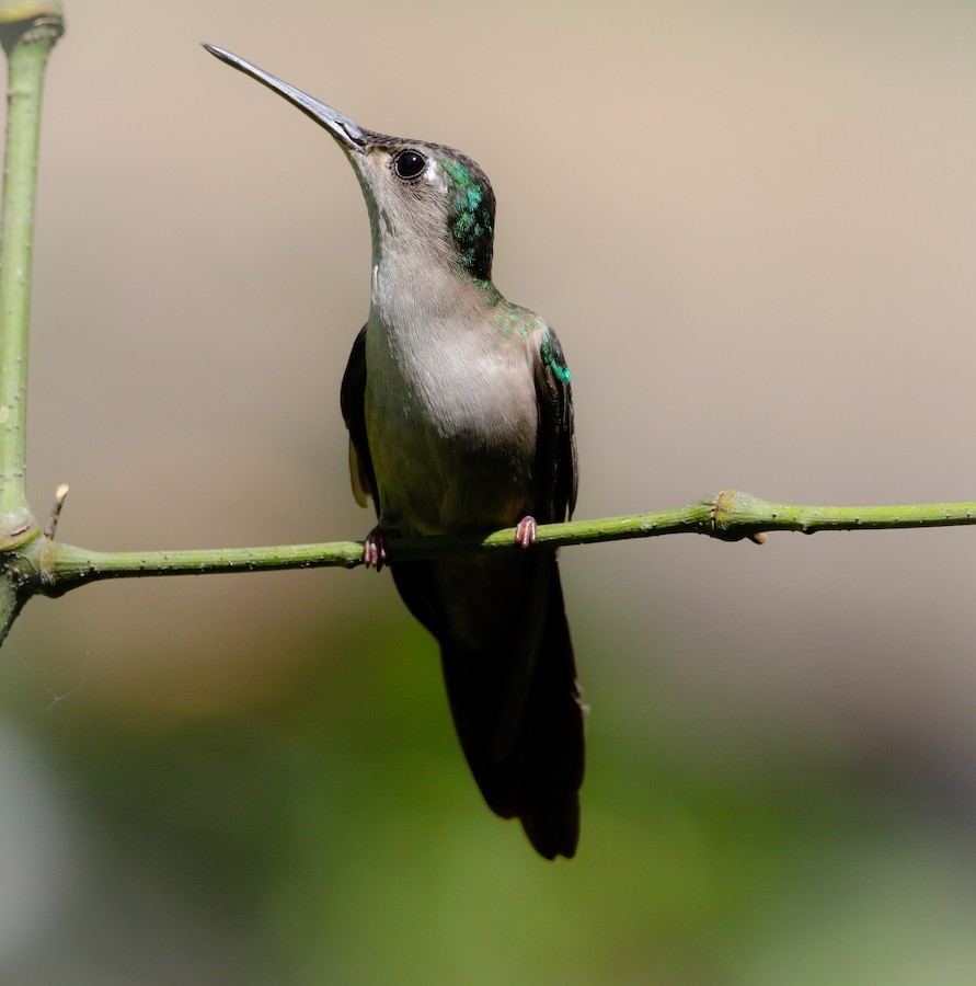 Wedge-tailed Sabrewing