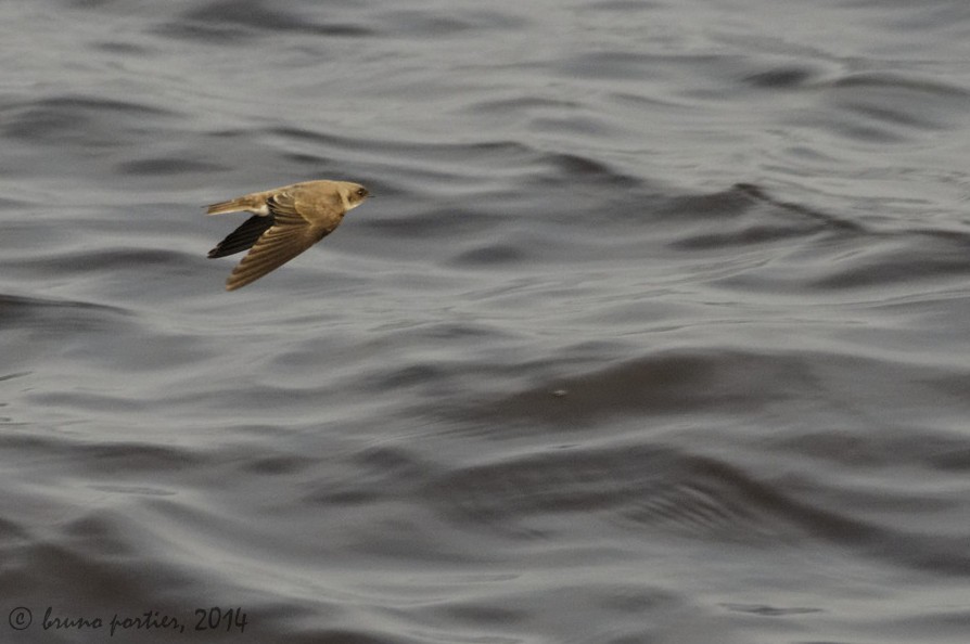 Congo Martin