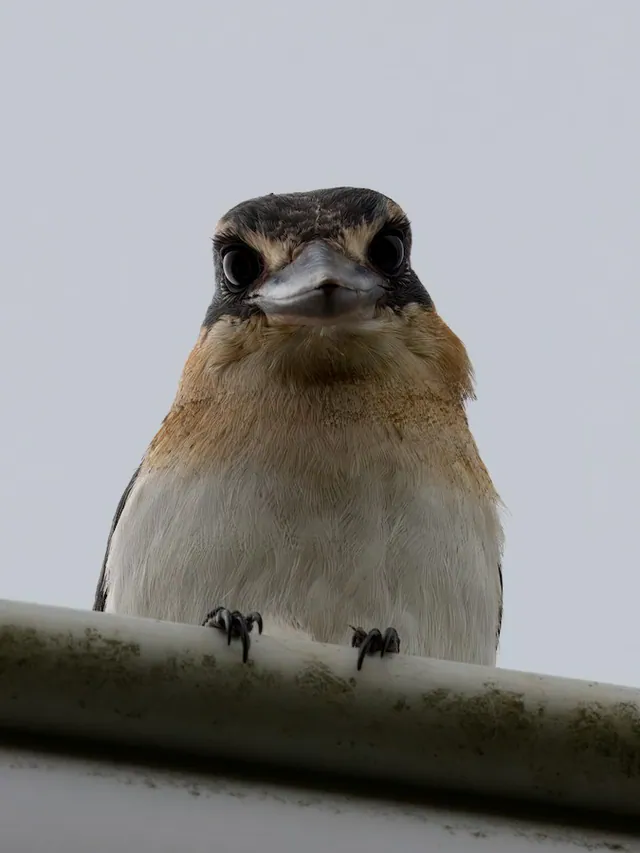 Mewing Kingfisher