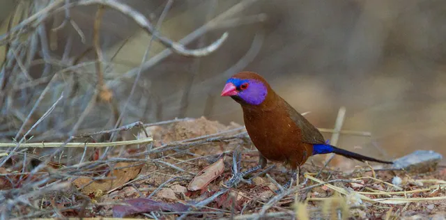 Violet-eared Waxbill