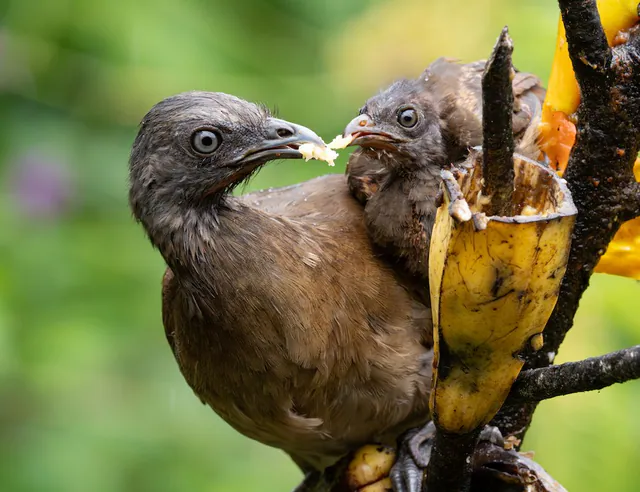 Gray-headed Chachalaca