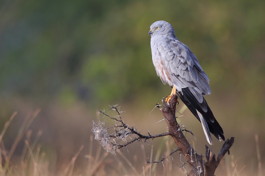 Montagu's Harrier