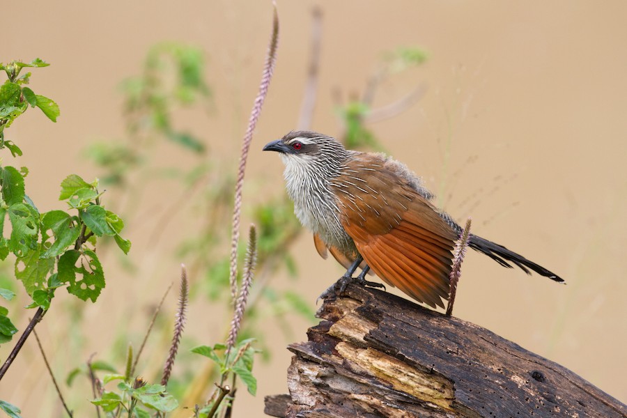 White-browed Coucal