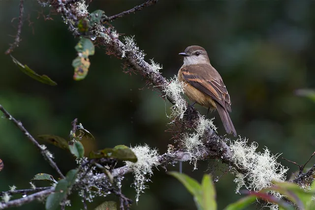 Rufous-bellied Bush-Tyrant