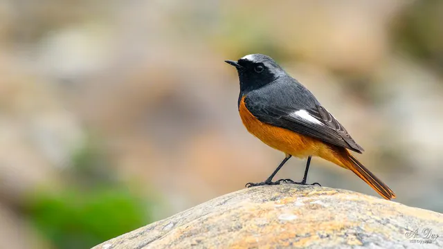 Hodgson's Redstart