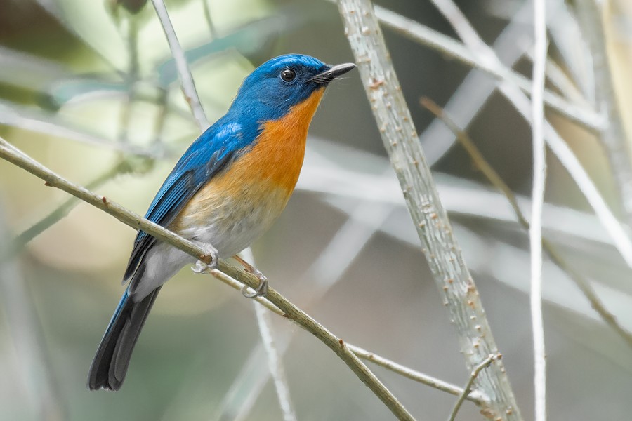 Hill Blue Flycatcher