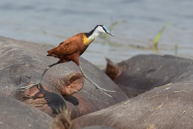 African Jacana