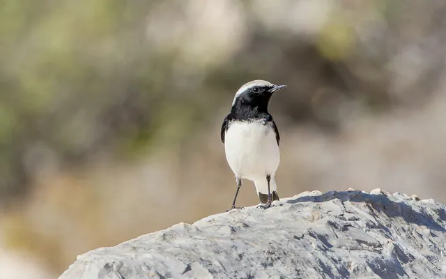 Finsch's Wheatear