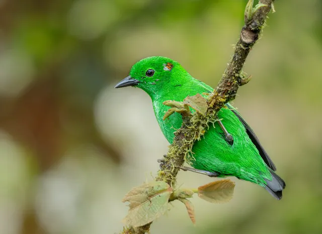 Glistening-green Tanager