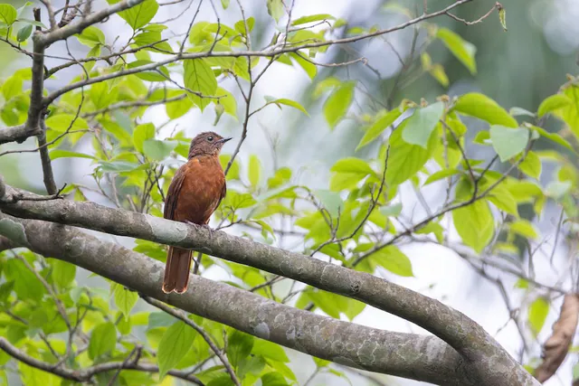Rufous Flycatcher-Thrush