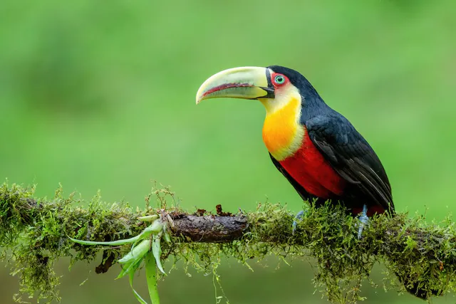 Red-breasted Toucan