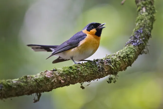 Australian Spectacled Monarch