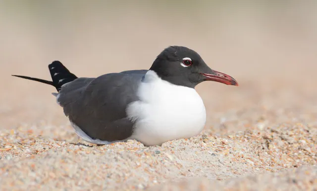 Laughing Gull