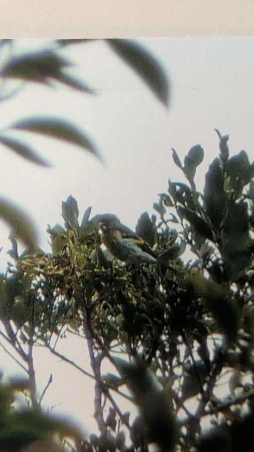 Mindanao Serin