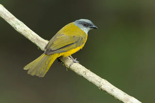 Gray-headed Tanager