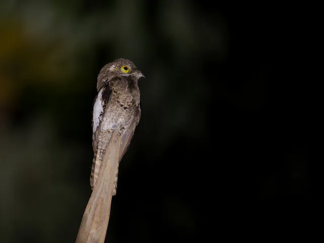 White-winged Potoo