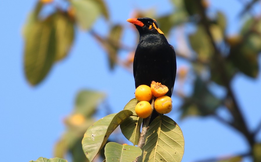 Southern Hill Myna